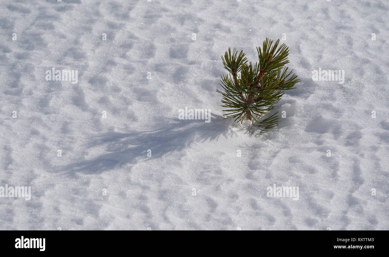 Petit pin de montagne émergeant à travers la neige texturée par le vent dans la lumière du soleil d'hiver, Hautes Tatras, Slovaquie, projetant une longue ombre sur la surface blanche. Banque D'Images