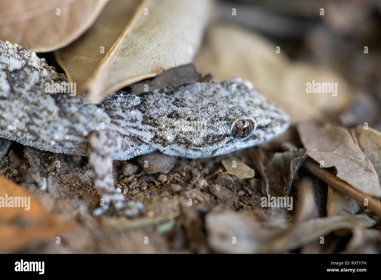 Un Kotschy's gecko dans son environnement naturel Banque D'Images