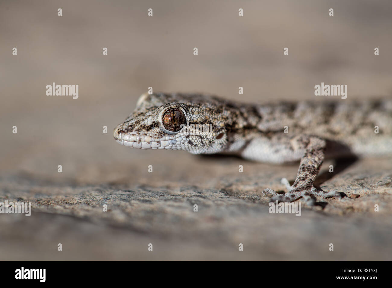 Un Kotschy's gecko dans son environnement naturel Banque D'Images