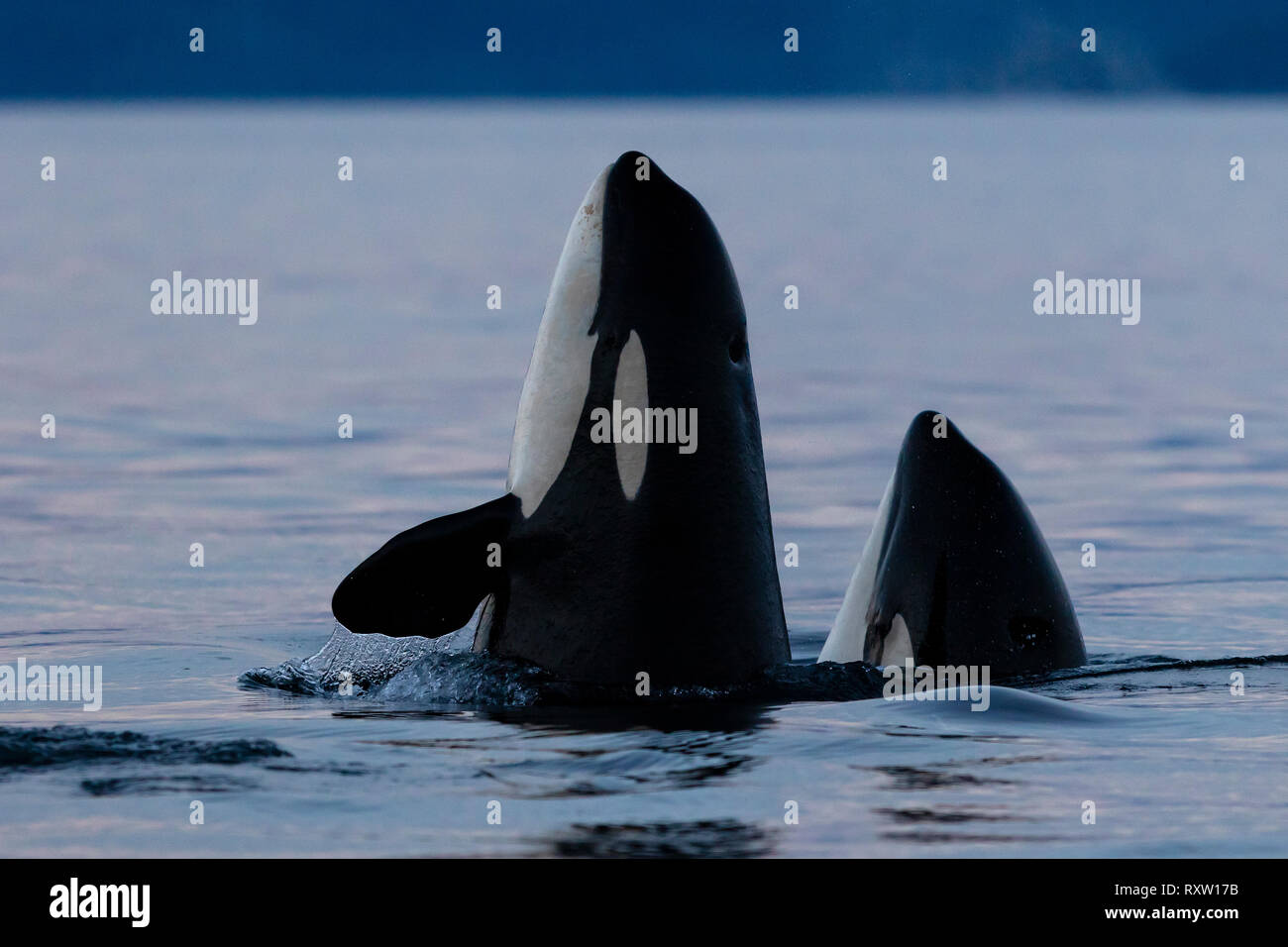 Deux épaulards résidents du Nord (Orcinus orca) font des sauts d’espionnage dans le détroit de la Reine-Charlotee, dans la forêt pluviale des Grands ours, côte de la Colombie-Britannique, territoire des Premières nations, Colombie-Britannique, Canada. Banque D'Images