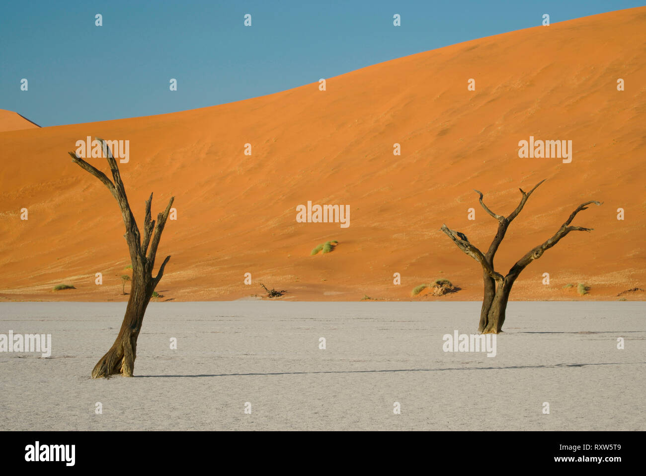 Dead Vlei dans le Sossusvlei,avec des squelettes morts anciens acacias. L 'Vlei' est un pan d'argile où il y a longtemps un creek était encerclée par les dunes et son embouchure coupée. En conséquence, le bas de la vlei est fait d'argile blanchâtre épais. Parc de dunes de Sossusvlei, Namibie Afrique de l'Ouest,. Banque D'Images