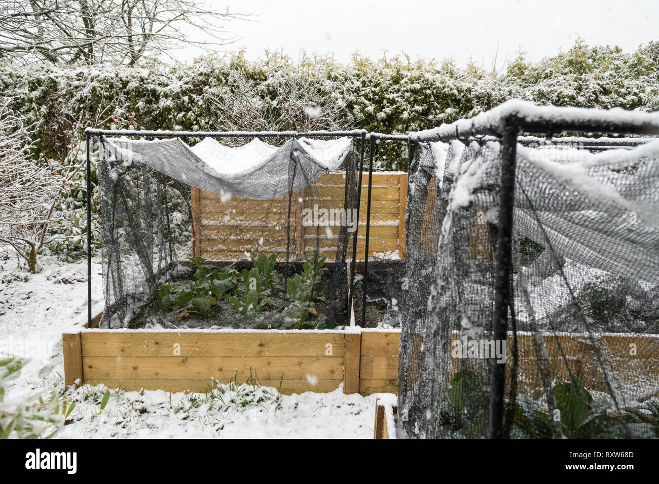 Des lits surélevés de légumes sous un filet de protection en hiver - Écosse, Royaume-Uni Banque D'Images