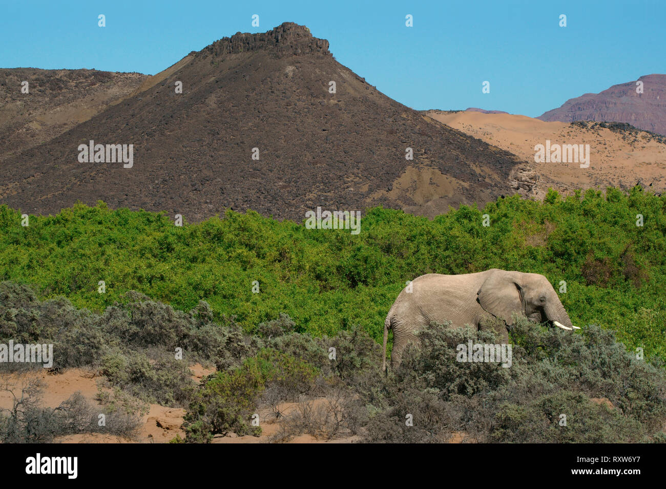 Desert-adapté elephant (Loxodonta africana) est une brousse africaine éléphant avec des adaptations spéciales pour survivre dans les déserts de l'Afrique. Ils ont des jambes plus petites,taille et un plus grand encombrement que les autres éléphants de Bush. Près de Mowani Lodge dans le désert du Namib de nord-ouest de la Namibie,Afrique Banque D'Images