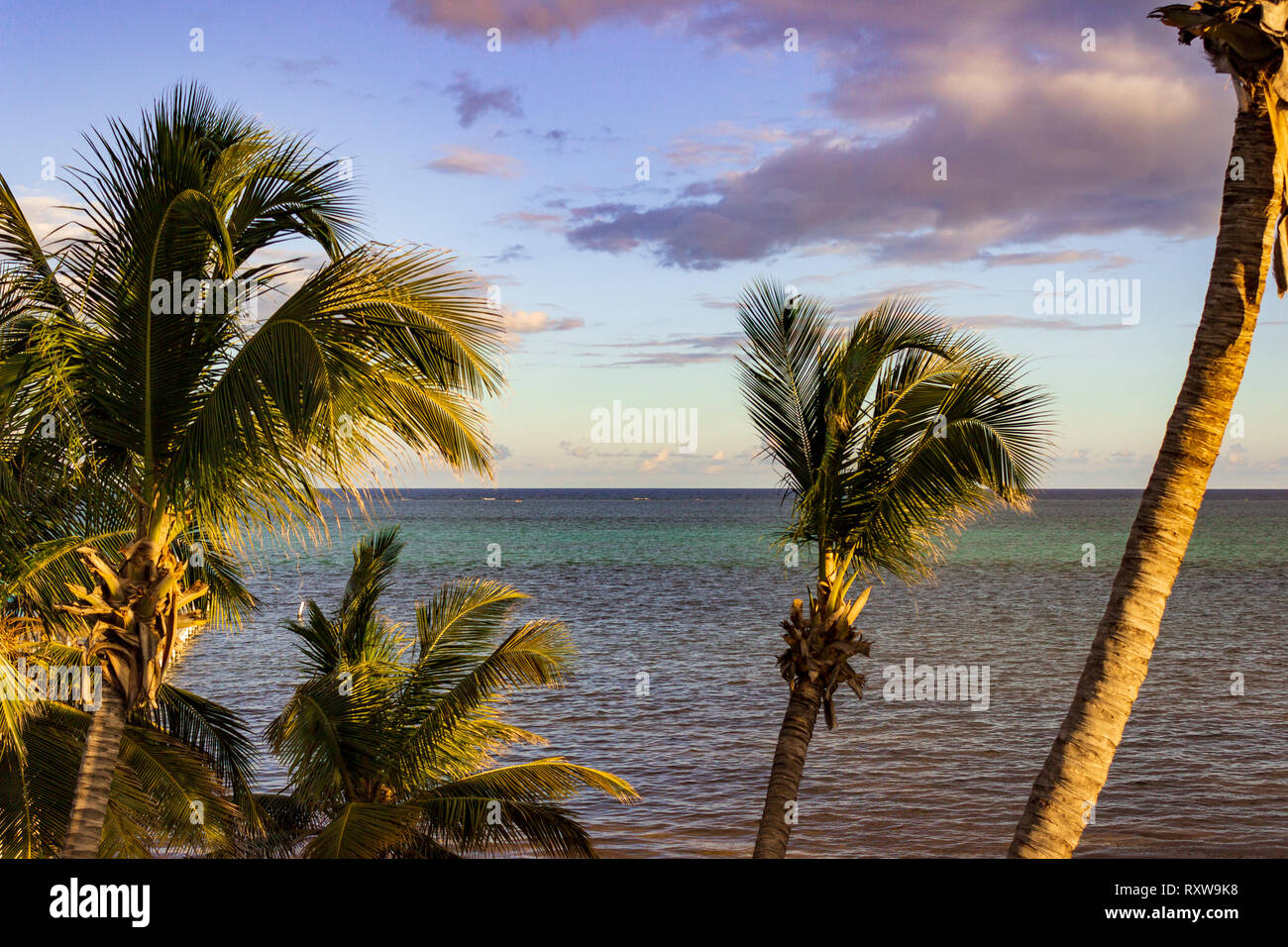 La ligne de palmiers balayés par le port de San Pedro, Ambergris Caye, Belize. Banque D'Images