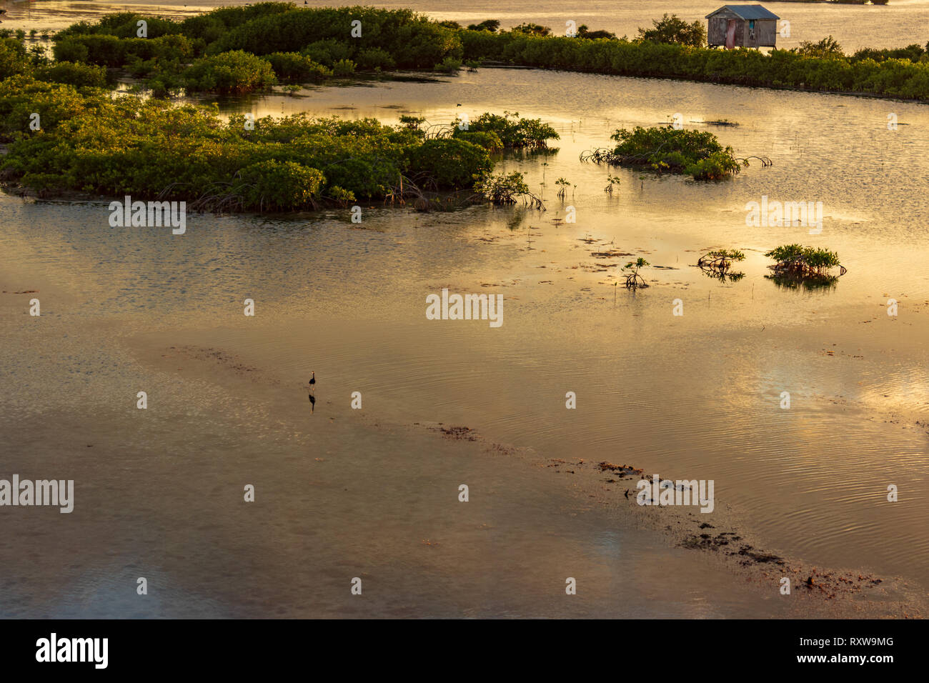 San Pedro, Ambergris Caye, Belize au coucher du soleil avec les mangroves dans l'avant-plan qui reflètent les nuages au-dessus. Banque D'Images