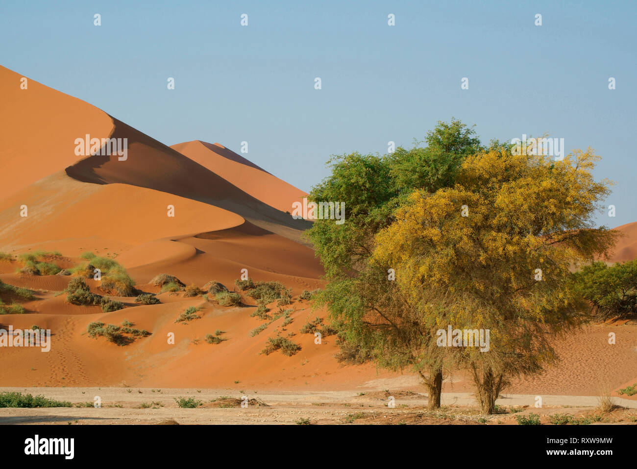 Sossusvlei est un sel et de l'argile pan entouré de magnifiques dunes rouges,formé à partir de dépôts de la rivière Tsauchab avant son débit était bloquée par des dunes de sable. Le mot "ossusvlei' signifie 'Dead-fin marsh' et bien que le nom d'origine visée à la poêle,il signifie désormais la grande zone d'immenses dunes rouges qui composent le Parc National de Sossusvlei. Ouest de la Namibie, près de la ville de Sesriem,l'Afrique. Banque D'Images