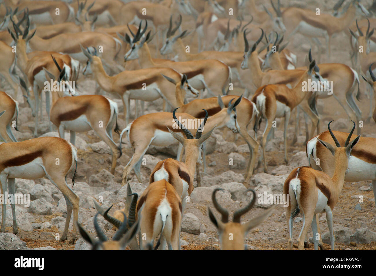 Le Springbok (Antidorcas) diffusion dans toutes les directions comme un lion un trou d'arrosage des approches d'Etosha. Etosha National Park, Namibia.afrique. Banque D'Images