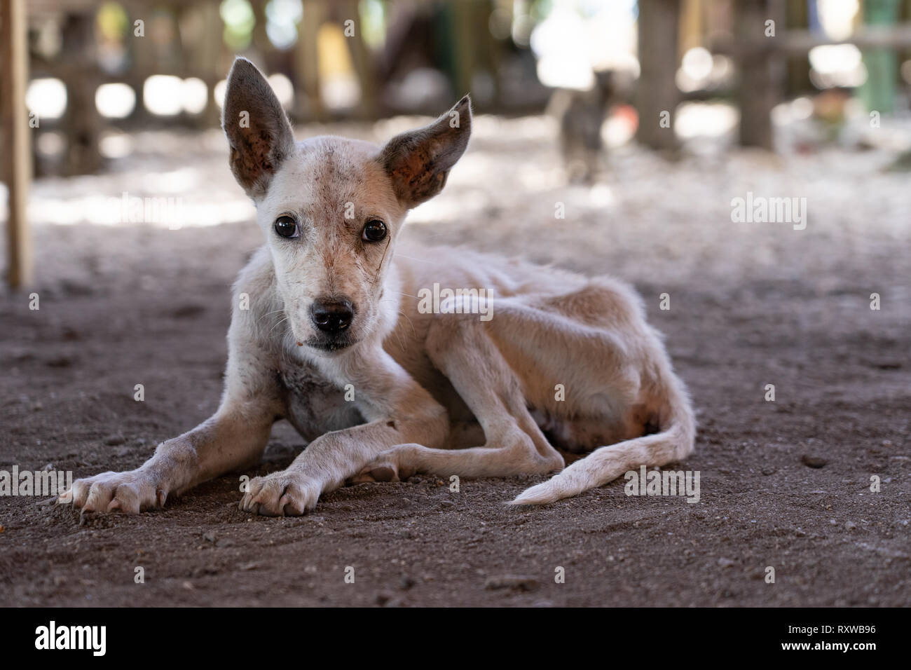 Un chien affamé dans les Philippines montrant des signes d'émaciation extrême avec des os montrant dans le corps. Banque D'Images Un chien affamé dans les Philippines montrant des signes d'émaciation extrême avec des os montrant dans le corps. Banque D'Images