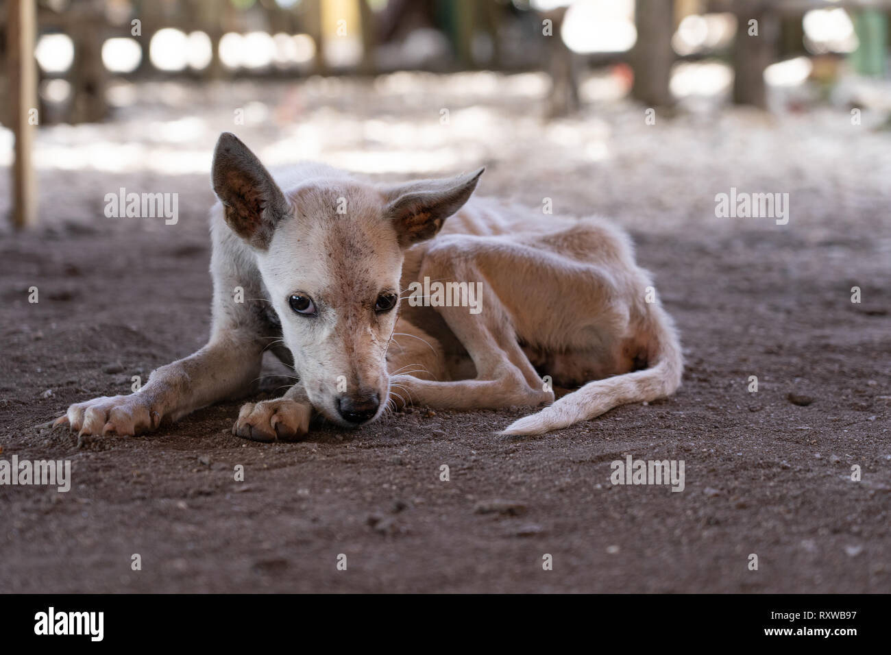 Un chien affamé et triste à la recherche dans les Philippines montrant des signes d'émaciation extrême avec des os montrant dans le corps. Banque D'Images Un chien affamé et triste à la recherche dans les Philippines montrant des signes d'émaciation extrême avec des os montrant dans le corps. Banque D'Images