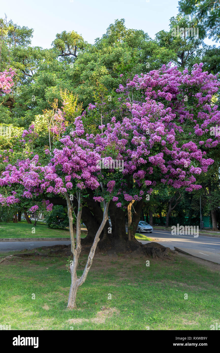 Arbre fleuri en été à Córdoba, Argentine Banque D'Images