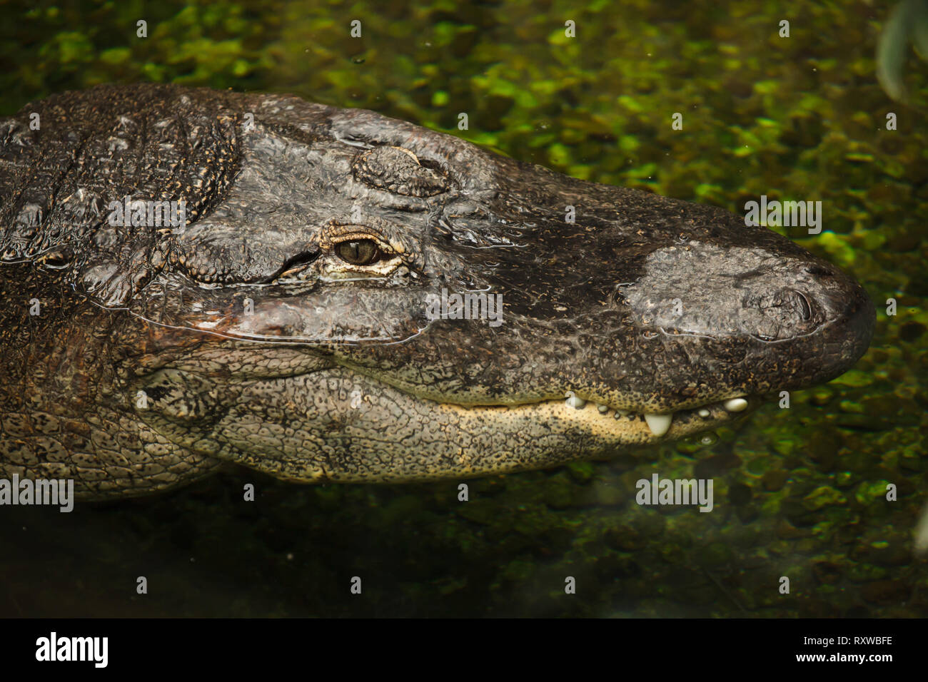 Alligator Alligator mississippiensis (). La vie sauvage animal. Banque D'Images