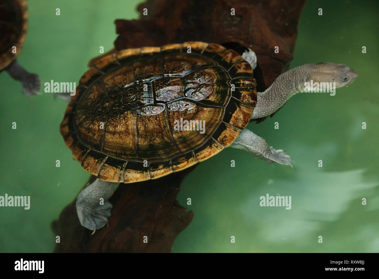 L'île de roti tortue serpent (Chelodina mccordi), également connu sous le nom du Musée McCord snakeneck turtle. Banque D'Images