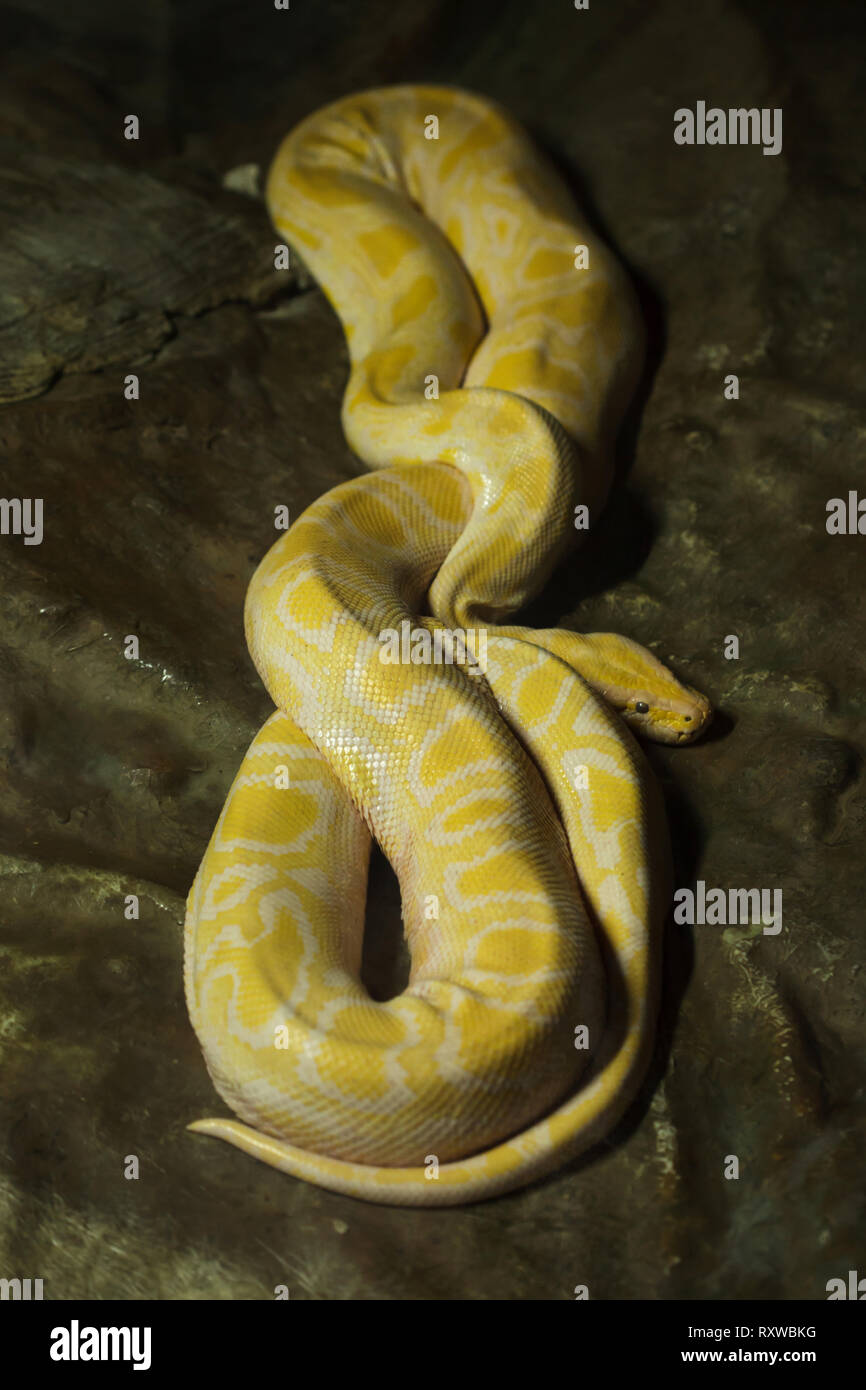 Sri lanka python molurus Banque de photographies et d’images à haute ...