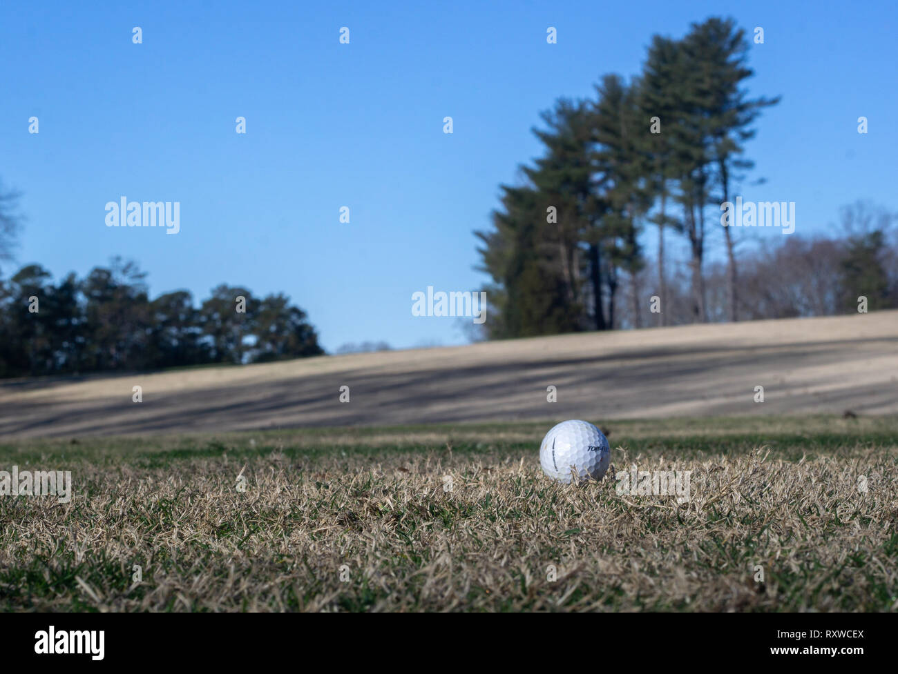 Balle de golf blanche dans fairway du golf pendant l'hiver. Pins line les deux côtés de l'allée. Banque D'Images