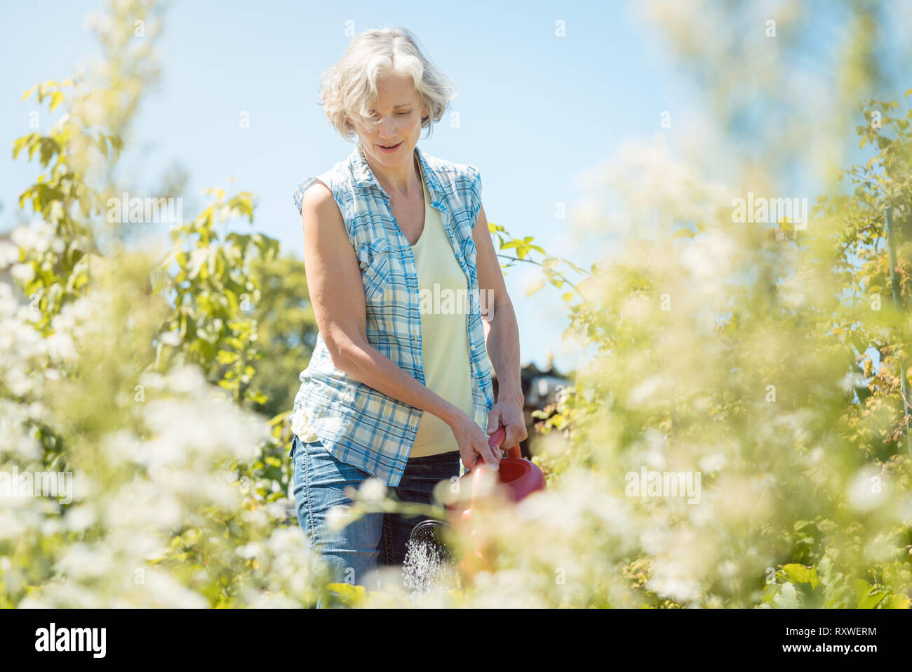 Femme Bestager l'arrosage des plantes dans son jardin Banque D'Images