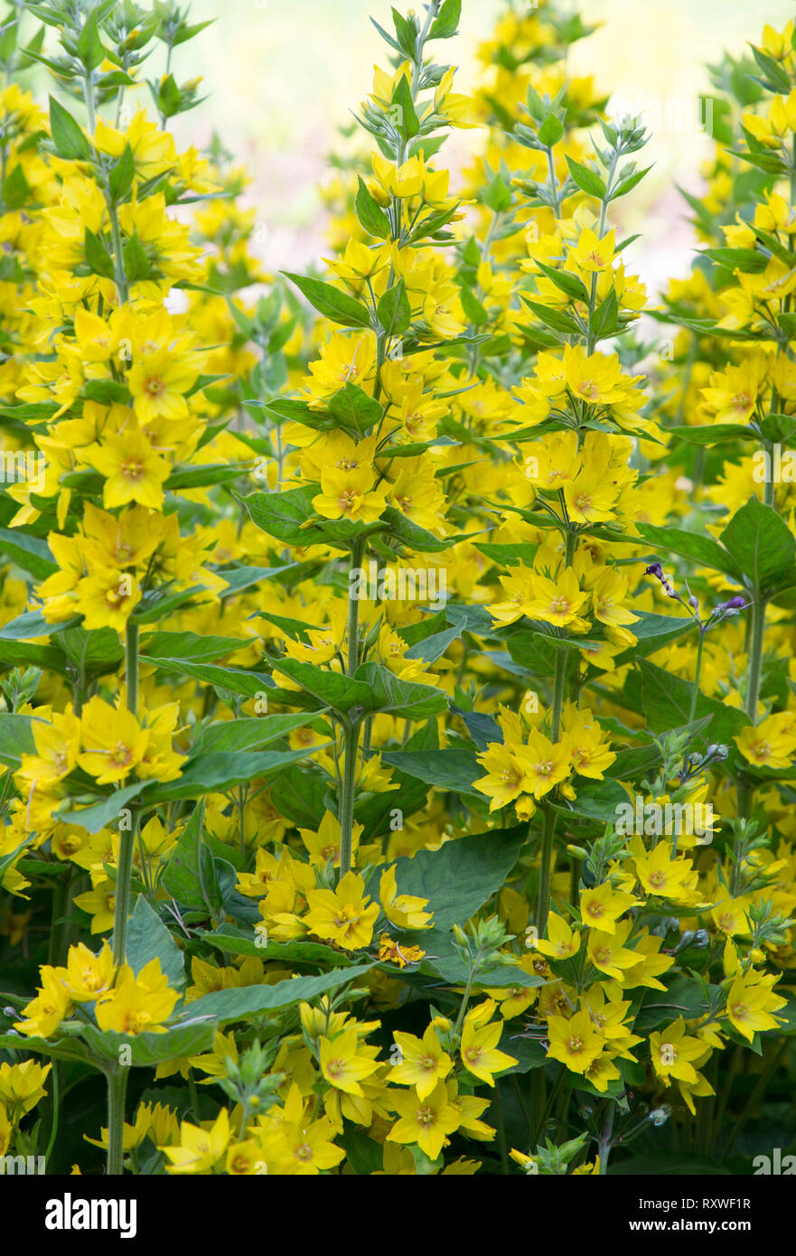 Grand Jaune Salicaire, Lysimachia punctata, en fleurs. Banque D'Images