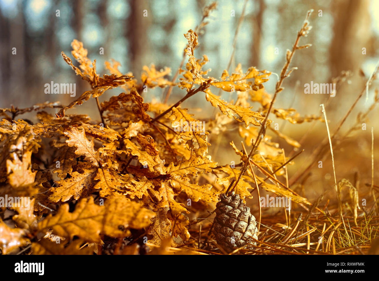 Beau portrait d'un cône de pin jaune et feuilles de chêne sur le sol forestier Banque D'Images