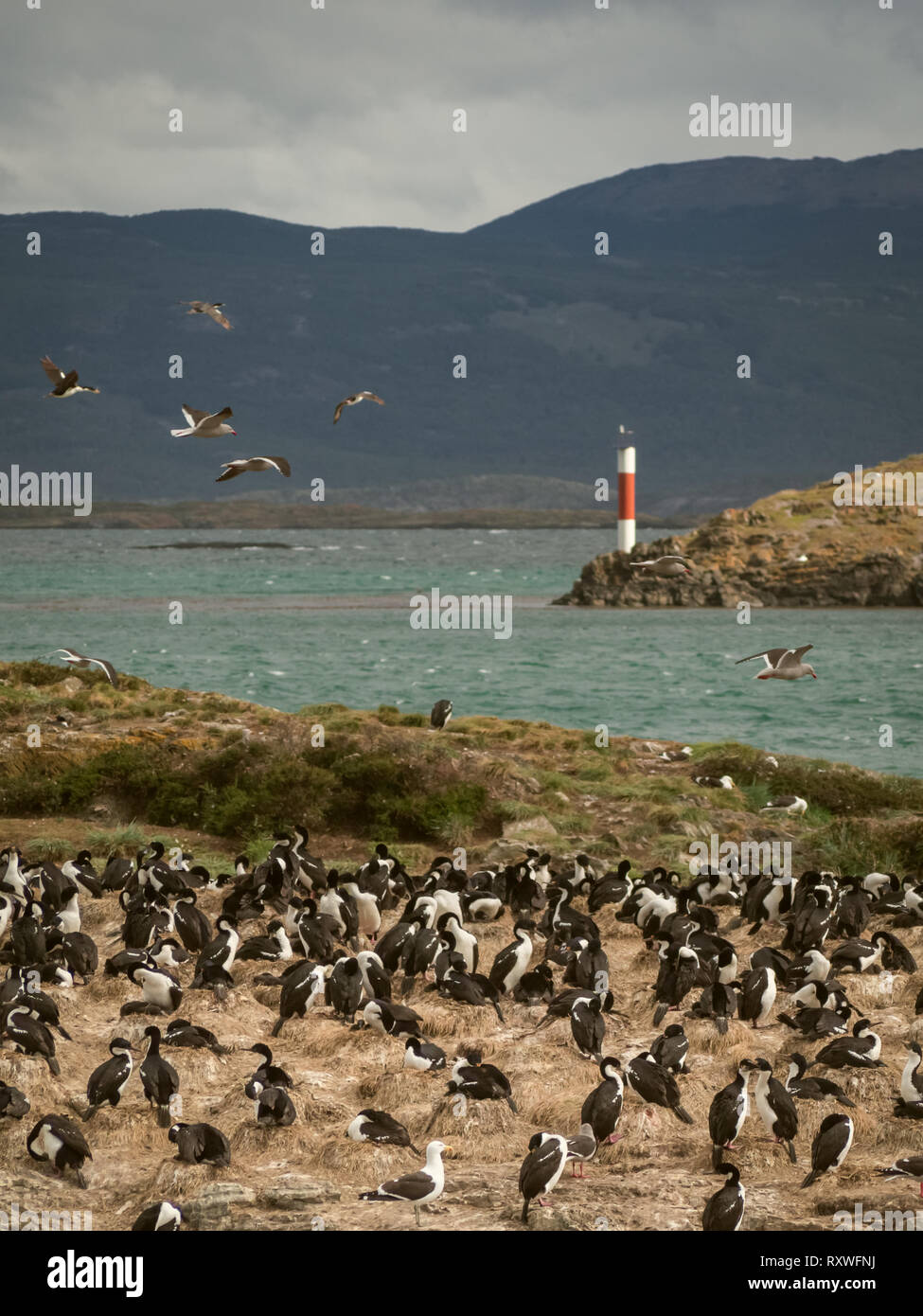 Dans l'un cormoran impérial de l'île devant le canal de Beagle, Ushuaia dans la vie sauvage de la côte d'Argentine Banque D'Images