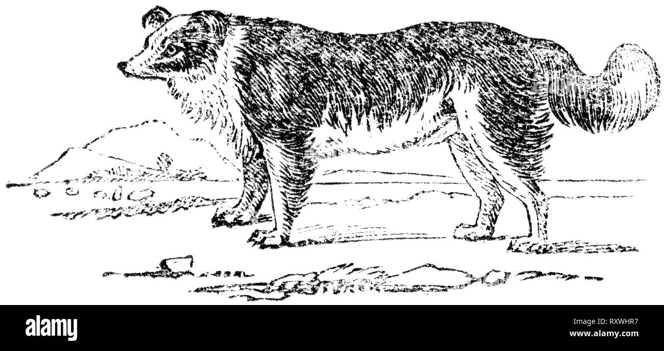 Couper du bois gravé, illustration tirée de "Le Trésor de l'Histoire Naturelle" par Samuel Maunder, publié 1848 Banque D'Images