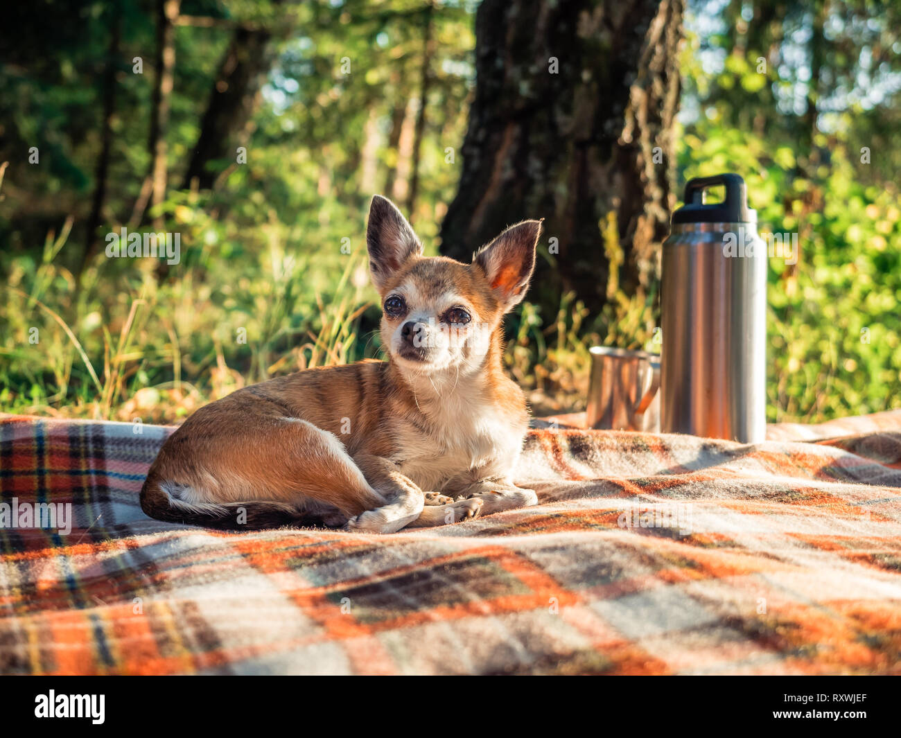 Mignon petit chien chihuahua allongé sur une couverture dans la nature. Close up petit chiwawa chien couché sur la couverture près de la rive du lac et à la recherche à la Banque D'Images