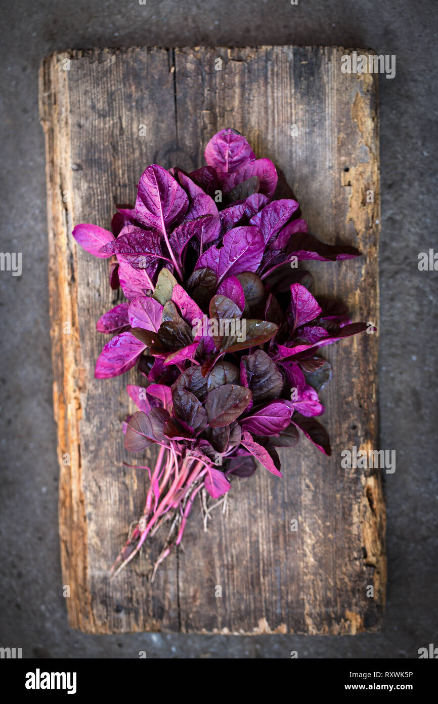Un bouquet de violettes fraîches l'amarante Photo Stock - Alamy