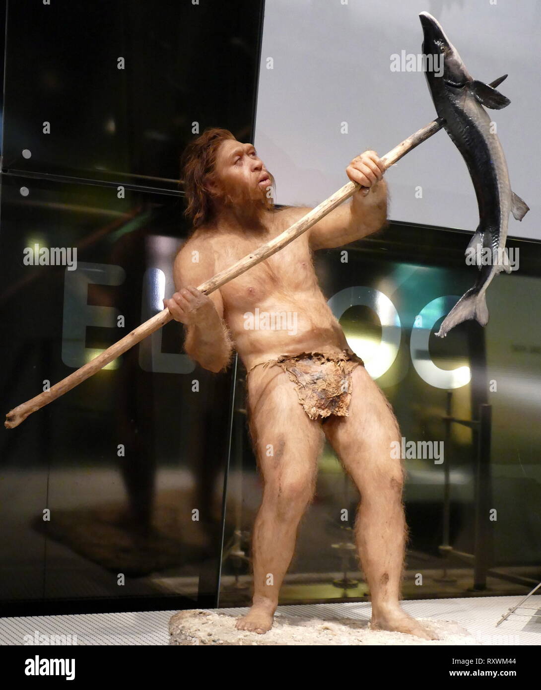 HOMO NEANDERTHALENSIS, les néandertaliens vivaient en Europe et au Proche-Orient entre 200 000 et 30 000 ans. Ils étaient une espèce semblable à la nôtre, si nous ne sommes pas liés directement à eux. Elles ont augmenté de près de 170 cm de hauteur et ont été extrêmement fort. Leur capacité crânienne était quelque 7 500 cm3, plus que la nôtre, qui est 7 350 cm3, bien que cela ne signifie pas qu'ils étaient plus intelligents que nous. Leur braincases ont été long et plat, et leur nez et bouche projeté vers l'avant. Sapiens et les néandertaliens ont occupé le même territoire jusqu'à ce que les néandertaliens ont disparu par la suite. Sculpture par Elisabe Banque D'Images