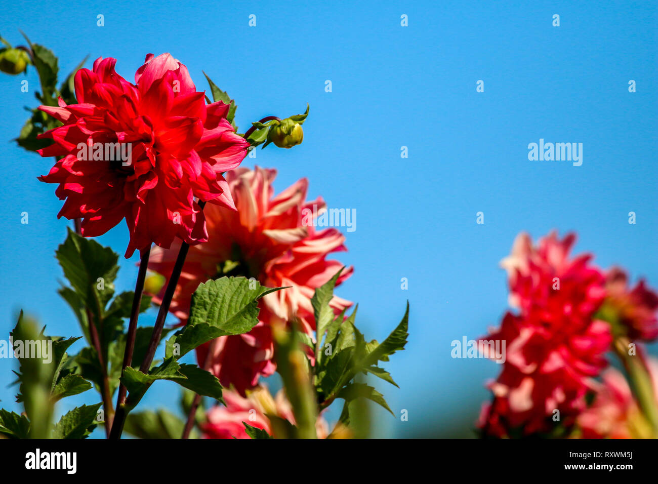 Dahlia rouge sur fond bleu du ciel. Le Dahlia est plante mexicaine de la famille, qui est cultivée pour ses simples ou doubles de couleur vive rose ... Banque D'Images