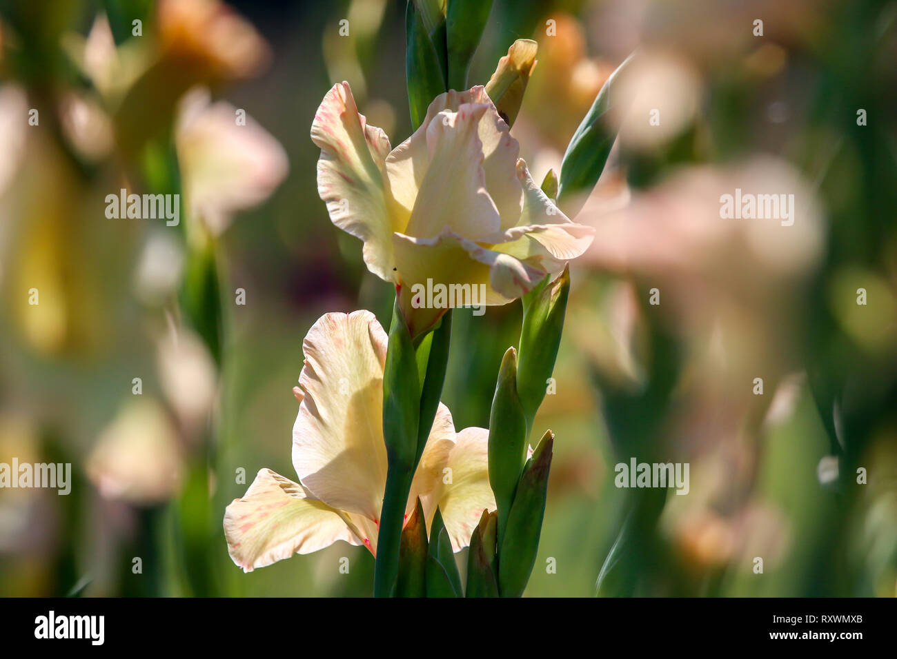 Glaïeul rose doux fleurs fleurissent dans beau jardin. Glaïeul est plante de la famille de l'iris, avec des feuilles en forme de sabre et de pointes de col aux couleurs vives Banque D'Images