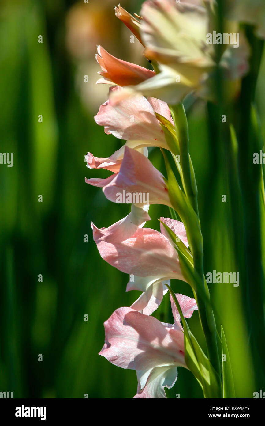 Glaïeul rose doux fleurs fleurissent dans beau jardin. Glaïeul est plante de la famille de l'iris, avec des feuilles en forme de sabre et de pointes de col aux couleurs vives Banque D'Images