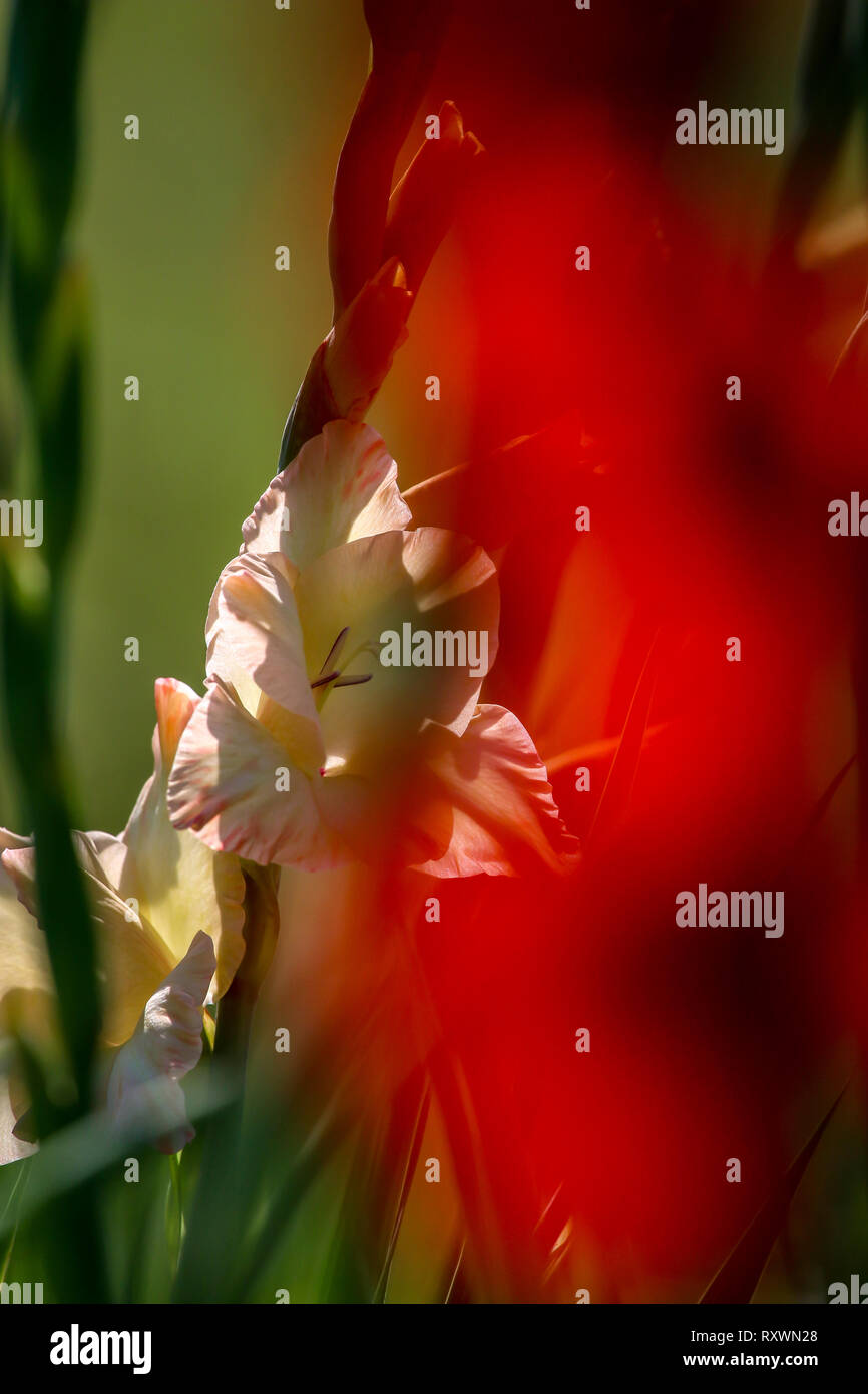 Glaïeul rose doux et rouge fleurs fleurissent dans beau jardin. Glaïeul est plante de la famille de l'iris, avec des feuilles en forme de sabre et de pointes de brig Banque D'Images