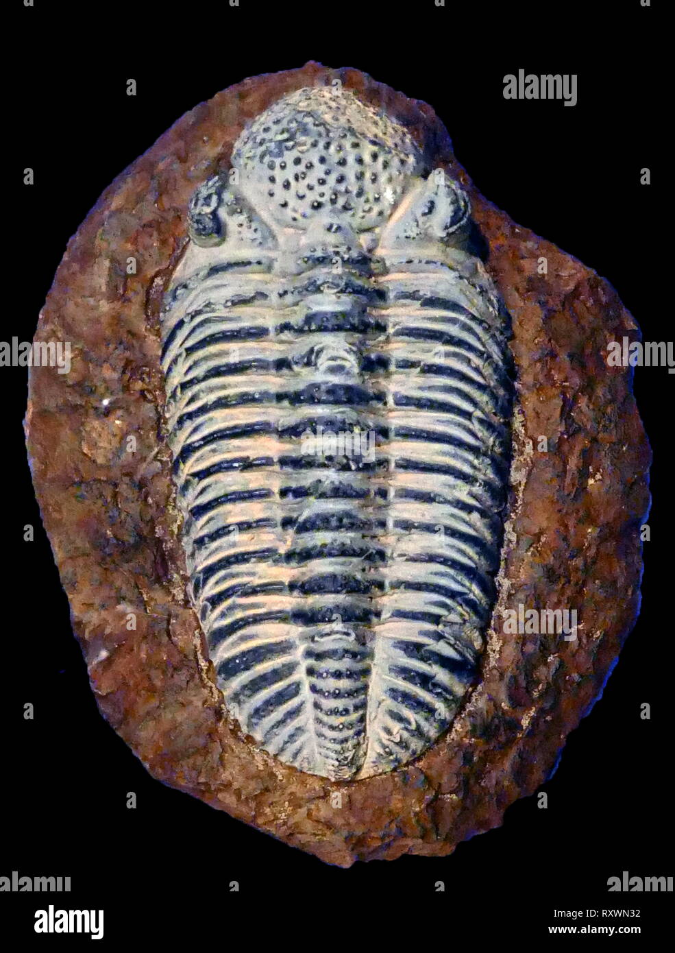 Les trilobites sont un groupe d'Arthropodes marins disparus arachnomorph qui forment la classe Trilobita. Les Trilobites forment l'une des plus anciennes connues des groupes d'arthropodes. La première apparition de trilobites dans le registre fossile définit la base de l'étape de l'Atdabanien début Cambrien (521 millions d'années), et ils ont fleuri tout au long de l'ère du Paléozoïque inférieur avant de commencer un long déclin à l'extinction lorsque, pendant le Dévonien, tous les ordres de trilobites sauf le Proetids est éteinte. Les Trilobites ont disparu dans l'extinction massive à la fin du Permien il y a environ 252 millions d'années Banque D'Images