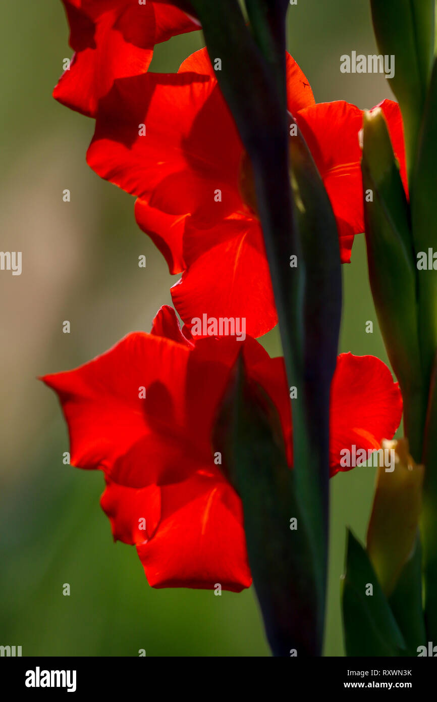 Glaïeul rouge fleurs fleurissent dans beau jardin. Glaïeul est plante de la famille de l'iris, avec des feuilles en forme de sabre et de pointes de couleurs vives flo Banque D'Images