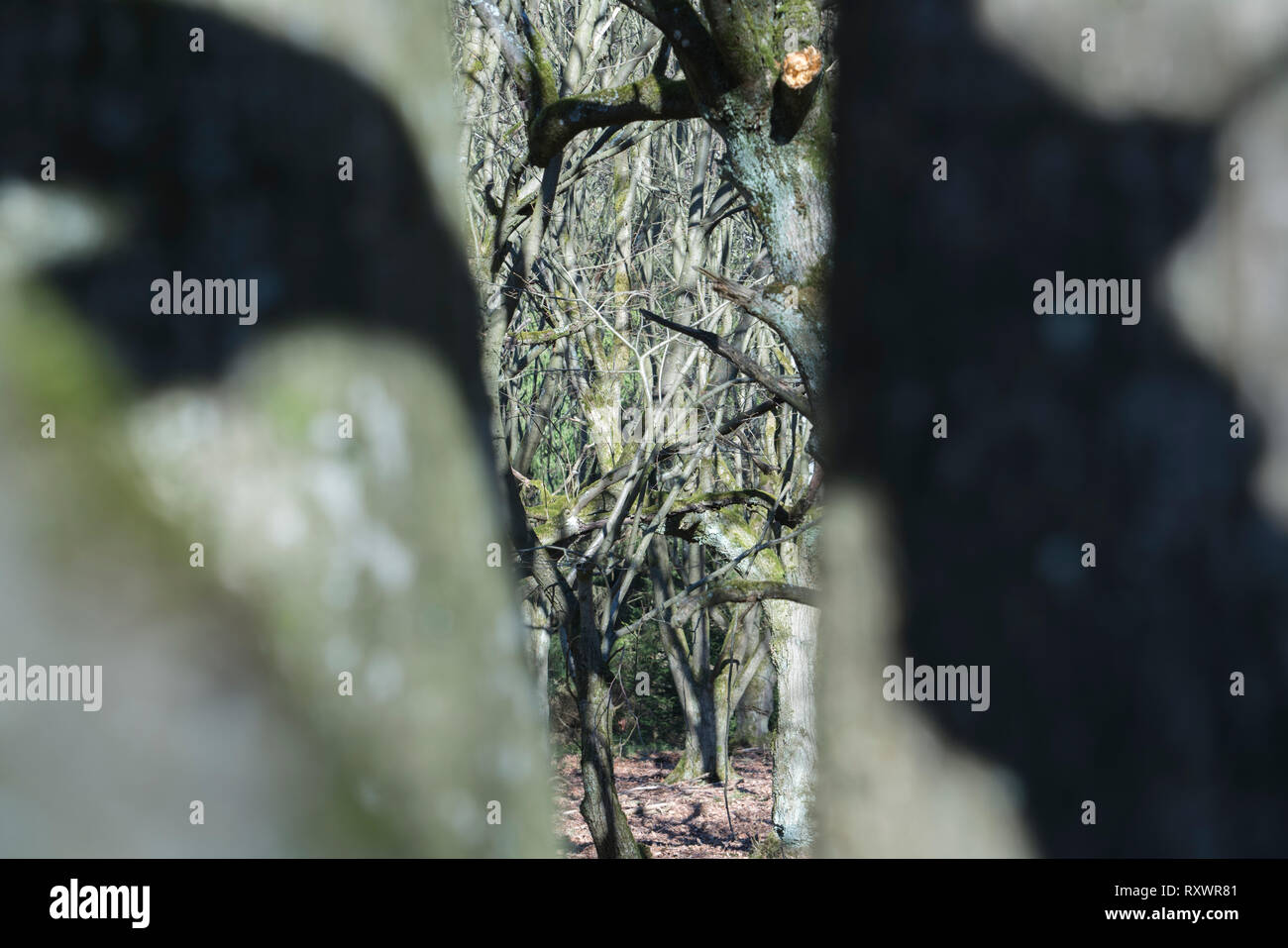 Un enterrement naturelles tombe, Warburg, Weser Uplands, Thuringe, Hesse, Allemagne Banque D'Images