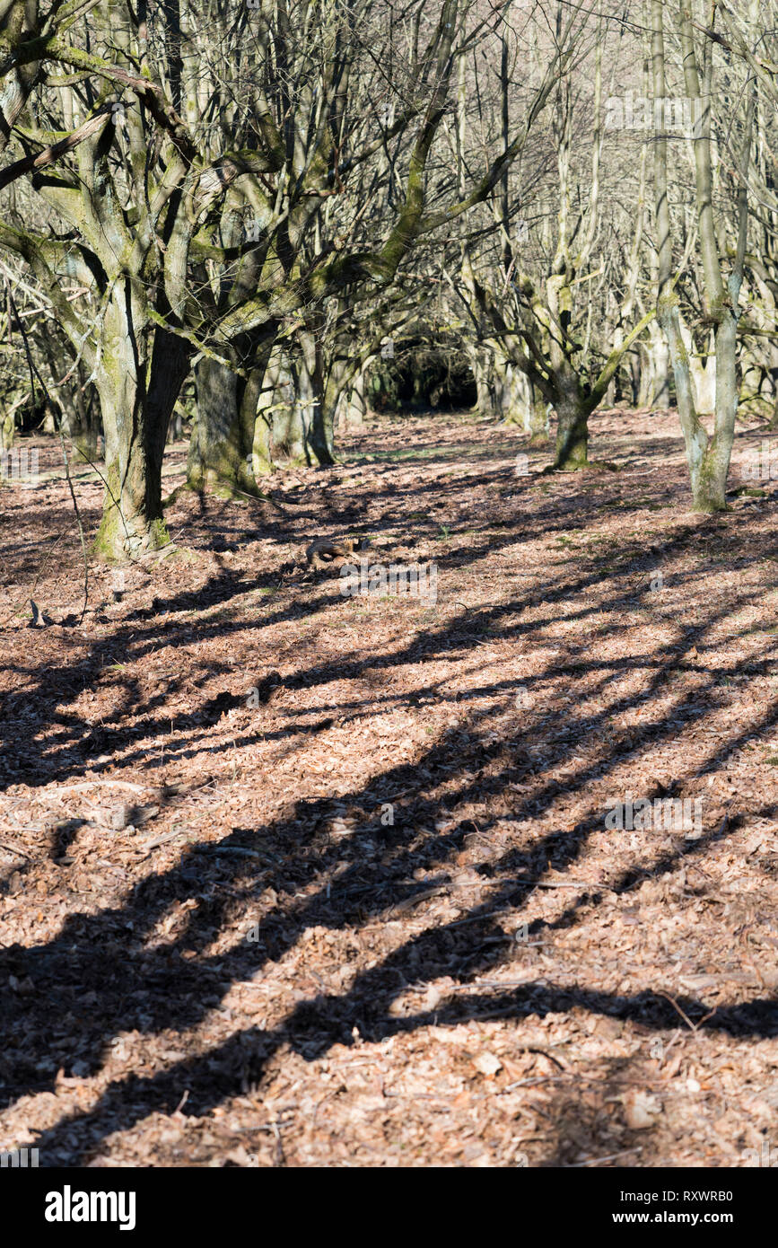 Un enterrement naturelles tombe, Warburg, Weser Uplands, Thuringe, Hesse, Allemagne Banque D'Images