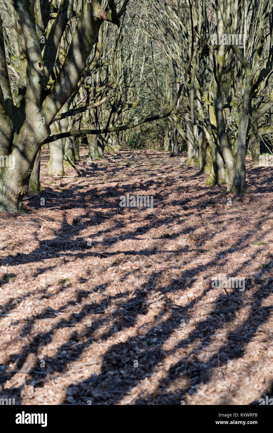 Un enterrement naturelles tombe, Warburg, Weser Uplands, Thuringe, Hesse, Allemagne Banque D'Images