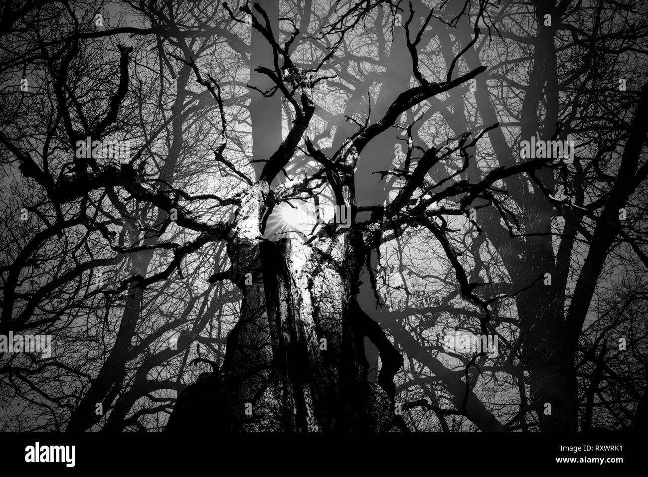 Forêt vierge Urwald Sababurg, Warburg, Weser Uplands, Thuringe, Hesse, Allemagne Banque D'Images