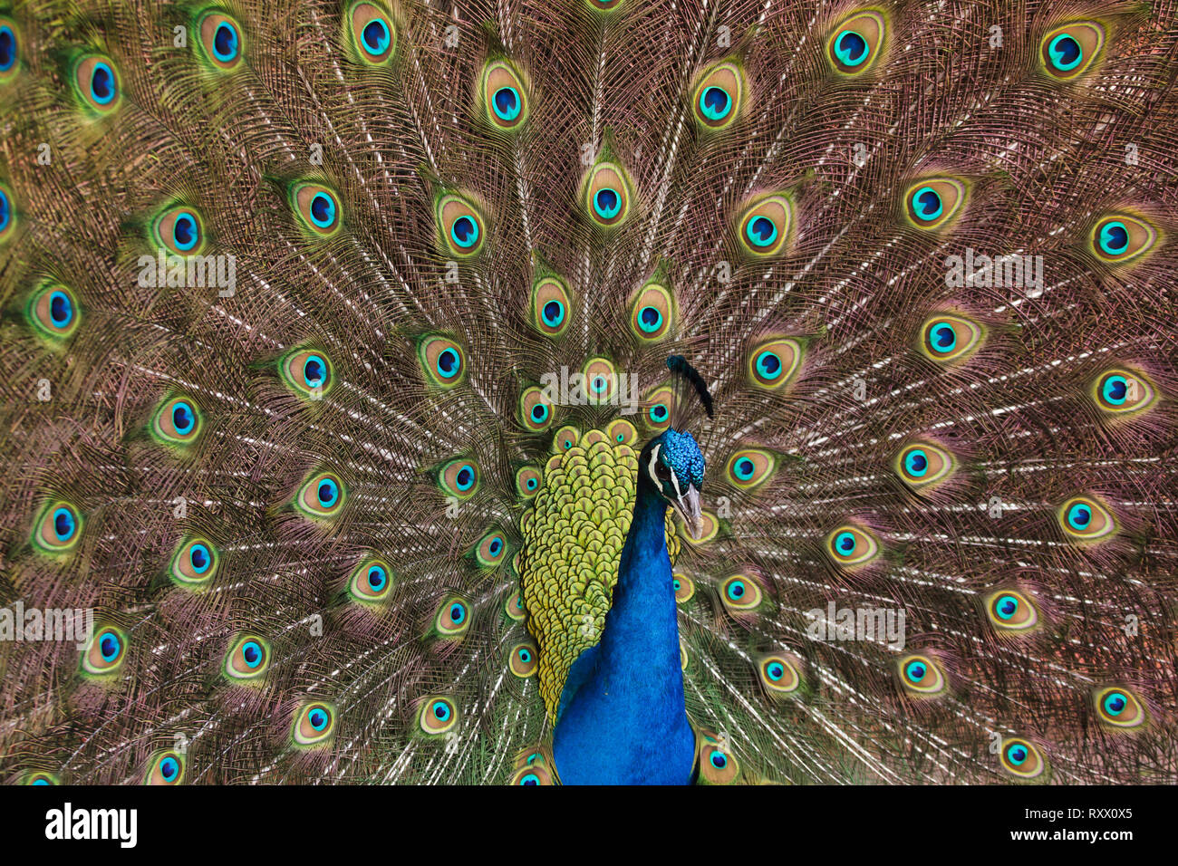 Pavo cristatus (paons indiens), également connu sous le nom de paons bleus. Banque D'Images