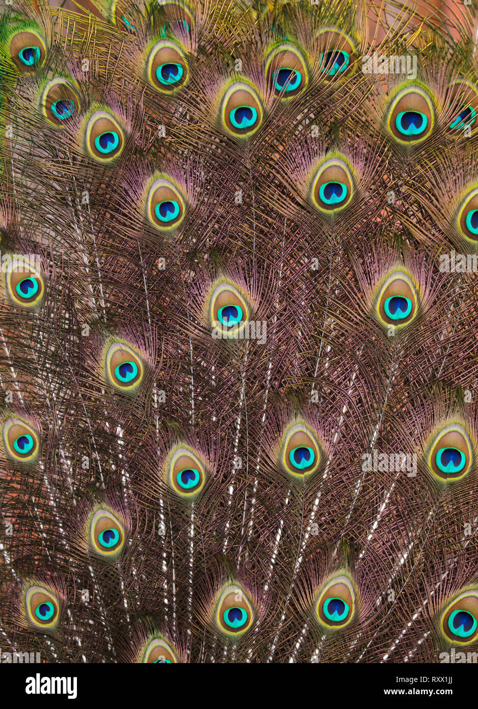 Le plumage des paons indiens (Pavo cristatus), également connu sous le nom de paons bleus. Banque D'Images