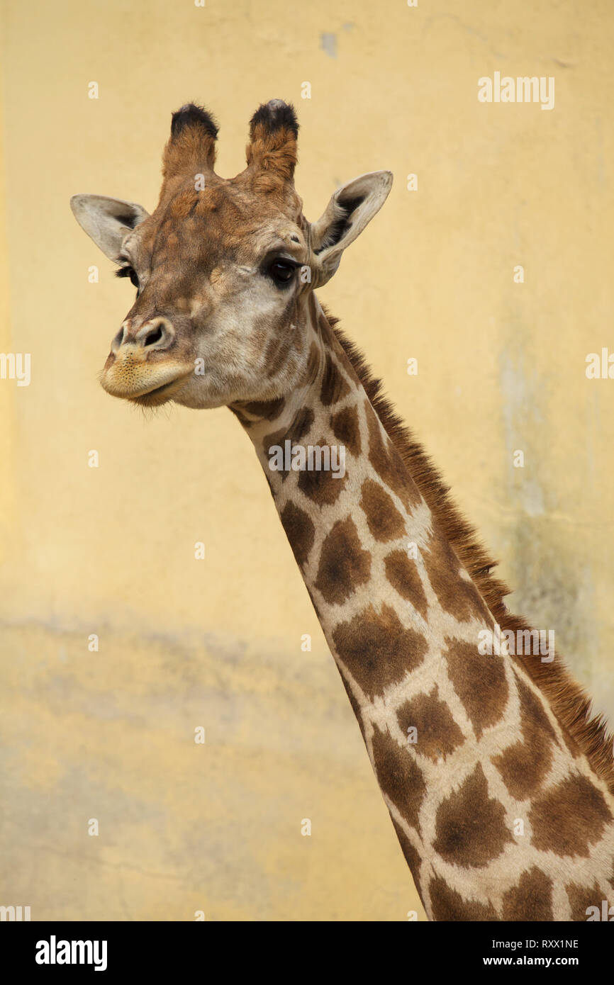 Communauté Girafe (Giraffa camelopardalis angolensis), également connu sous le nom de girafe namibienne. Banque D'Images