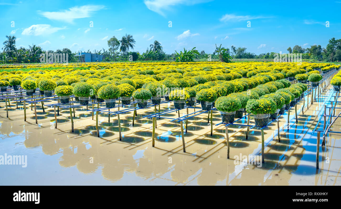 Jardin panorama au-dessus de l'eau de marguerites jaunes vu du dessus, la floraison pendant la récolte. Ils sont plantés dans des jardins hydroponiques le long du Mékong Banque D'Images