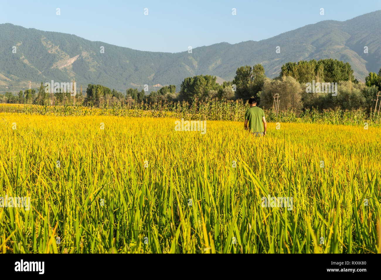 Une personne debout dans un champ de riz de couleur d'or sur la montagne de la toile à Srinagar, au Cachemire Banque D'Images