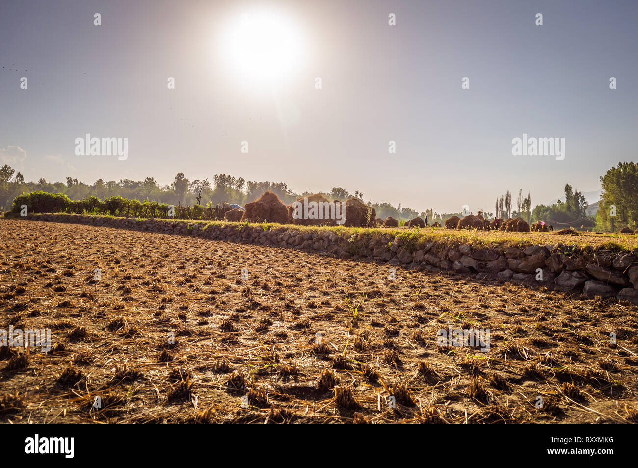 Champ champ de riz paddy texturé après la récolte des cultures de riz à l'heure de coucher du soleil Banque D'Images