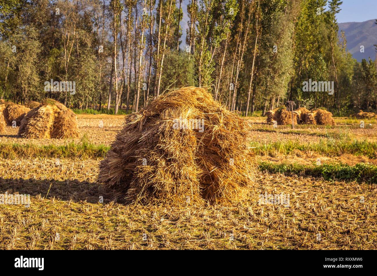 Des tas de foin paille de riz en rizière. Le champ de riz sur le champ au Cachemire Banque D'Images