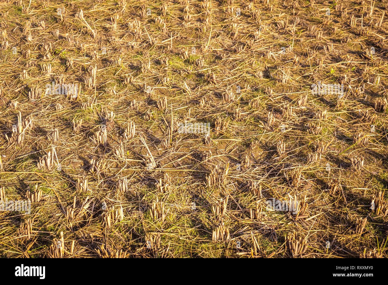 Champ champ de riz paddy texturé après la récolte de riz. Résidu de la rizière Banque D'Images