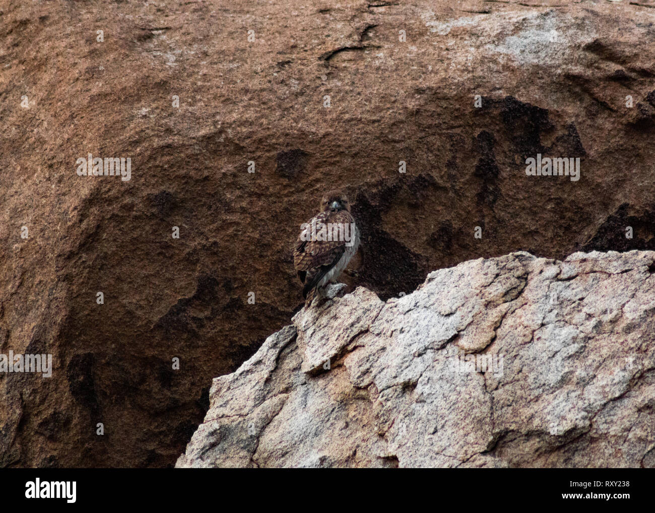 Un majestueux Red-Tailed Hawk perches fermement sur un desert rock. Banque D'Images