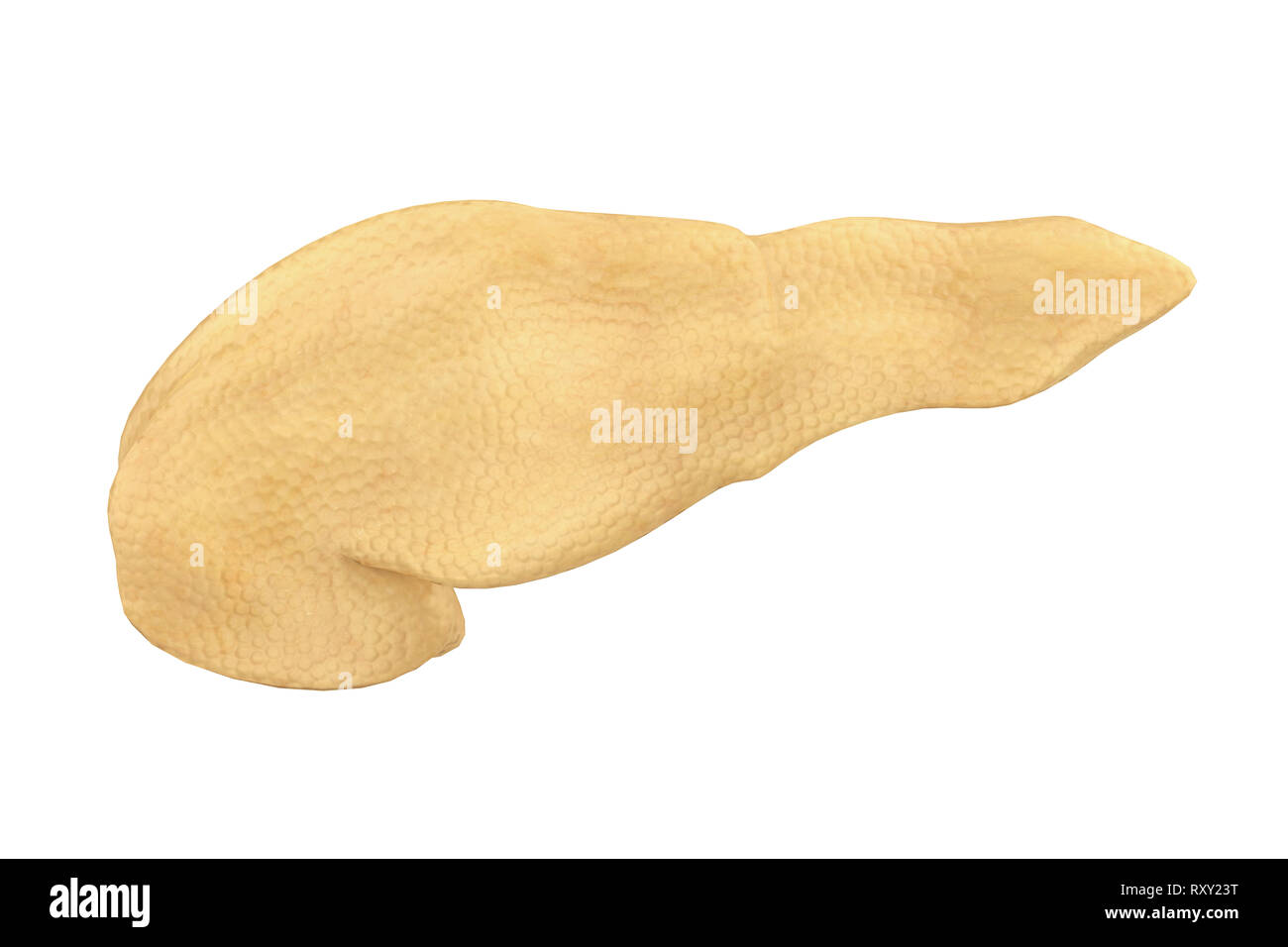 L'illustration de l'anatomie du pancréas Banque D'Images
