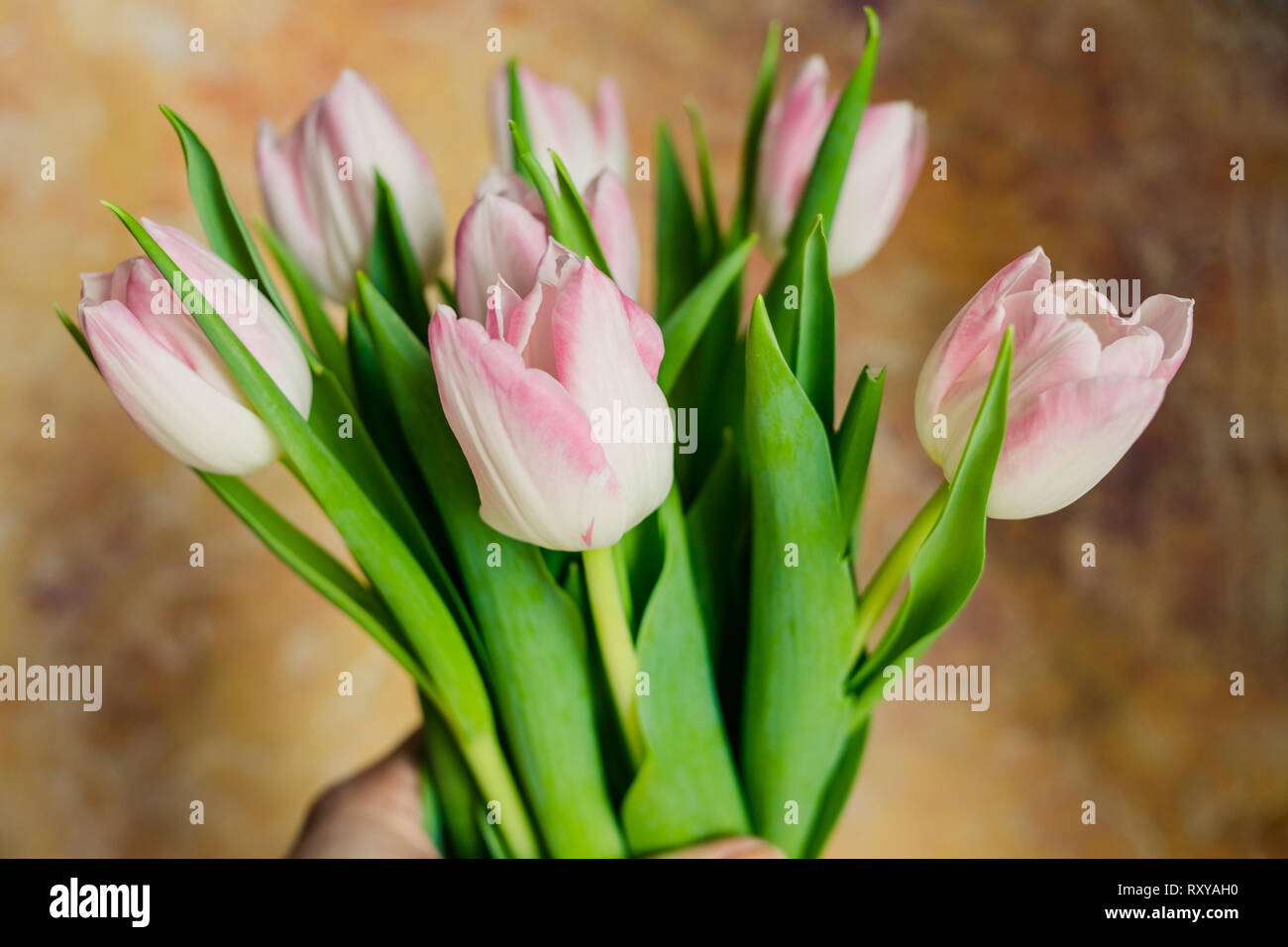 Image de tulipes jaune sur fond rustique. Les fleurs du printemps. Arrière-plan de printemps. La Saint-Valentin et la Fête des Mères. Joyeuses pâques carte. Copie Banque D'Images