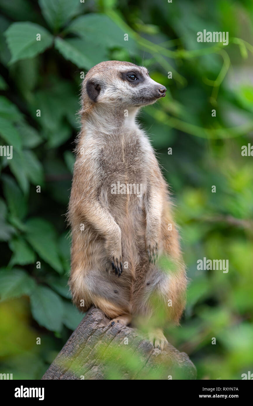 Meerkat vue permanente sur fond vert Banque D'Images