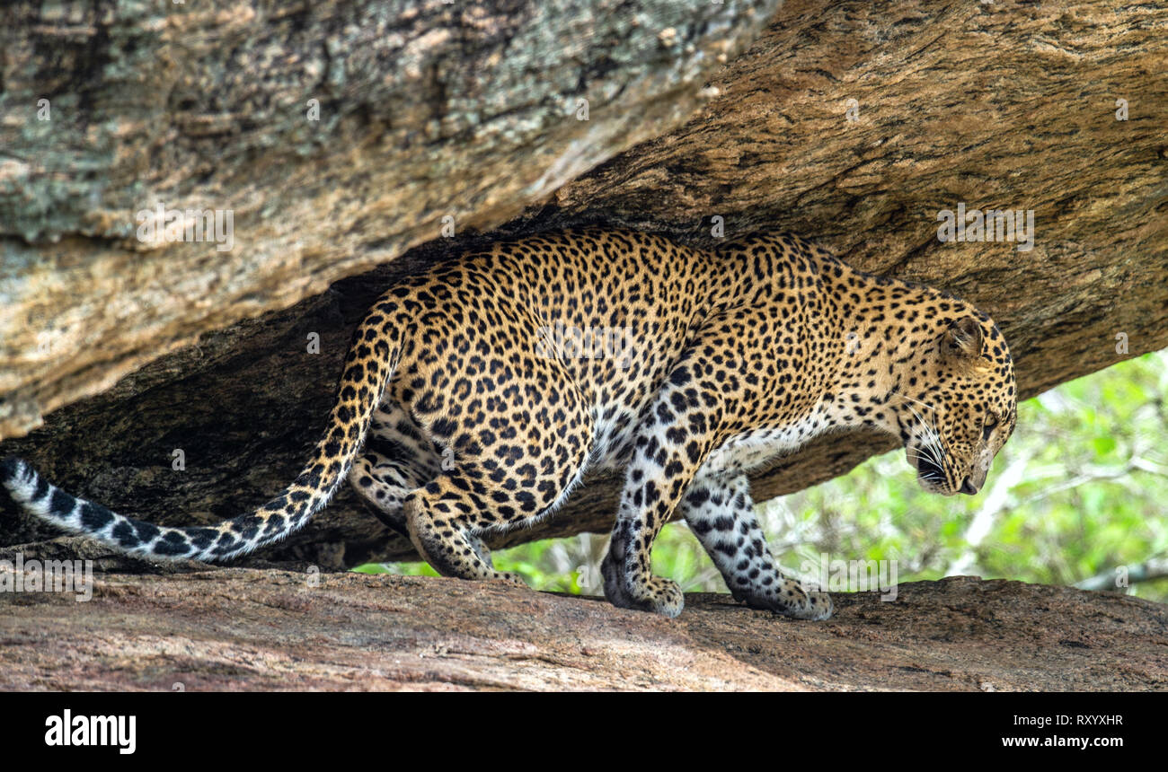 Leopard sur un rocher. La femelle du Sri Lanka de Leopard . Nom scientifique : Panthera pardus kotiya. Le Sri Lanka. Parc national de Yala. Banque D'Images