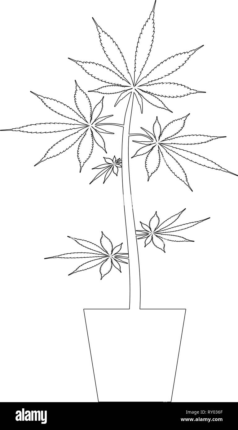 Cannabic de marijuana pot pot en icône de chanvre couleur noir style contour vector illustration télévision libre Illustration de Vecteur